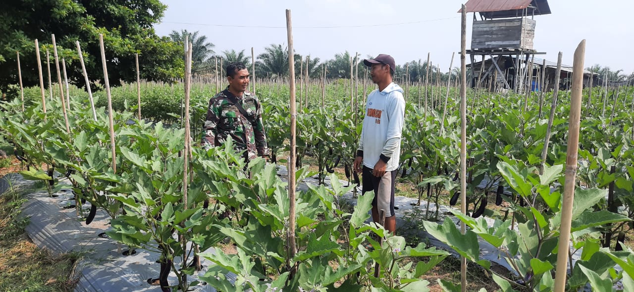 Melalui Program Kerjanya Babinsa Koba Ulu Lakukan Pendampingan Pada Petani