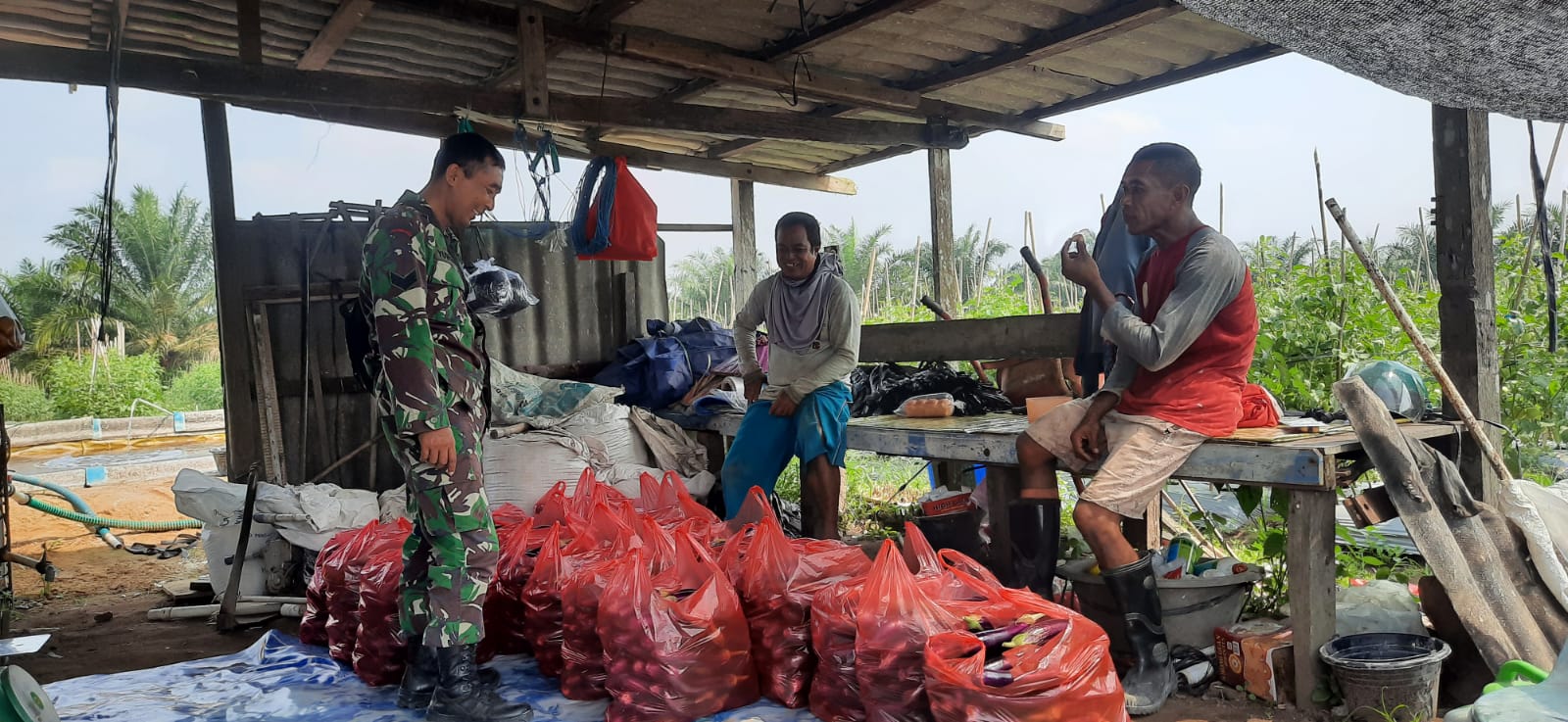 Babinsa Koba Ulu Lakukan Pendampingan Pada Petani Terong