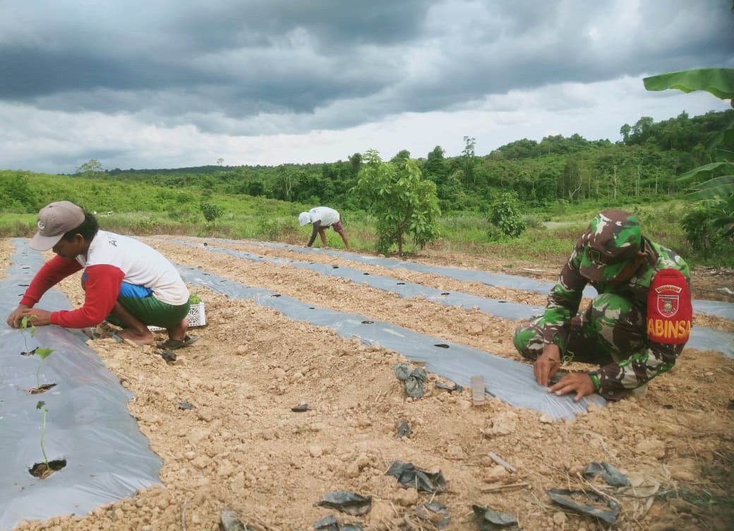 Dukung Ketahanan Pangan, Babinsa Muara Kaman Motivasi Para Petani Cabe