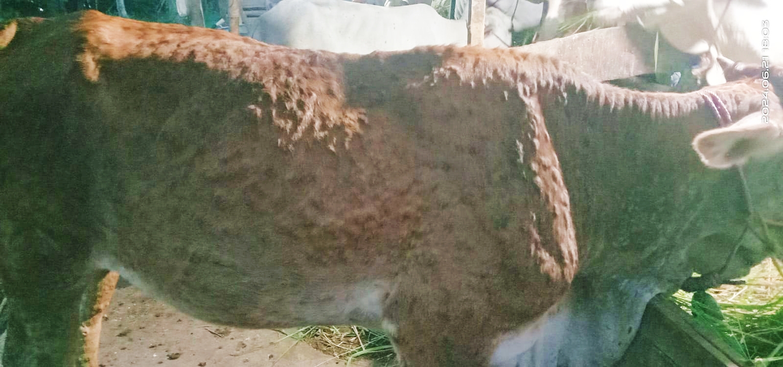 Penyakit Lato Lato Pada Sapi Kembali Muncul