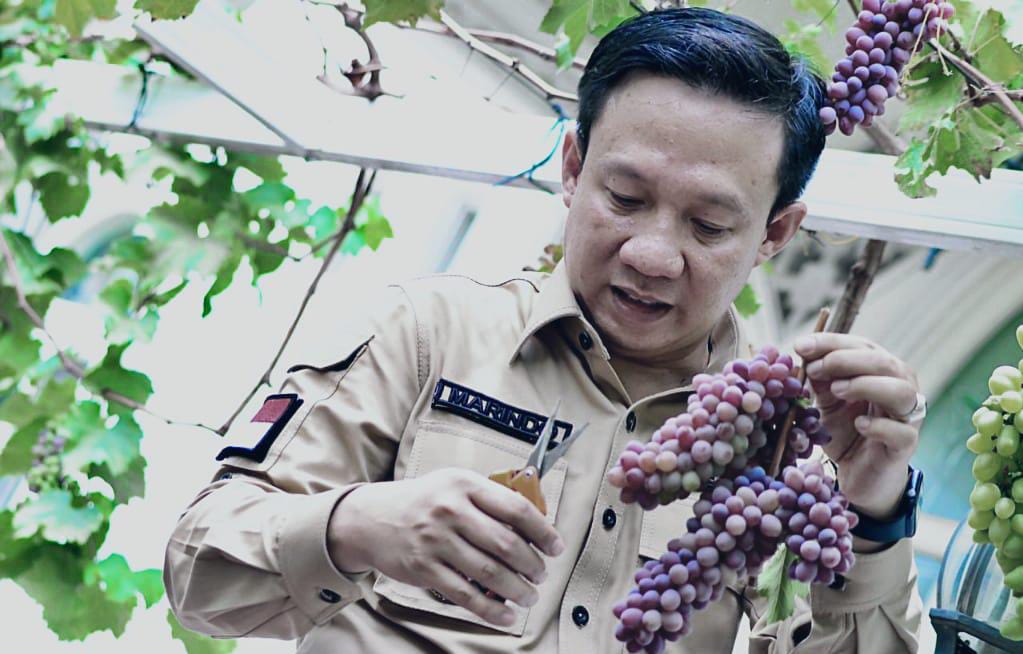 Marindo Kurniawan: Prospek Budidaya Anggur Masih Terbuka Lebar di Pringsewu