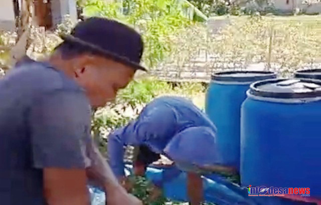 Peternak Kambing di Candipuro Olah Limbah Daun Singkong Jadi Pakan Permentasi