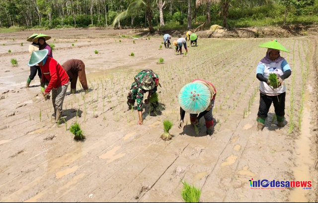 Tingkatkan Ketahanan Pangan Di Wilayah Babinsa Turun Kesawah Bersama Petani