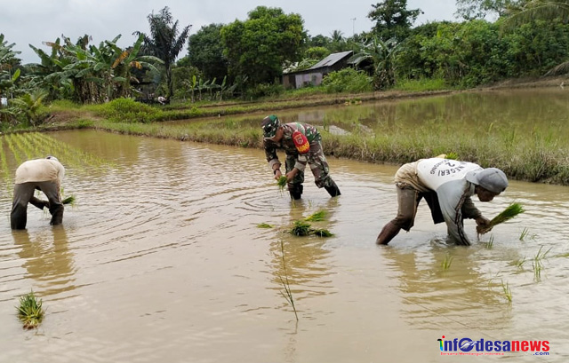 Berikan Semangat Pada Petani, Babinsa Turun Kesawah Bantu Petani Tanam Padi