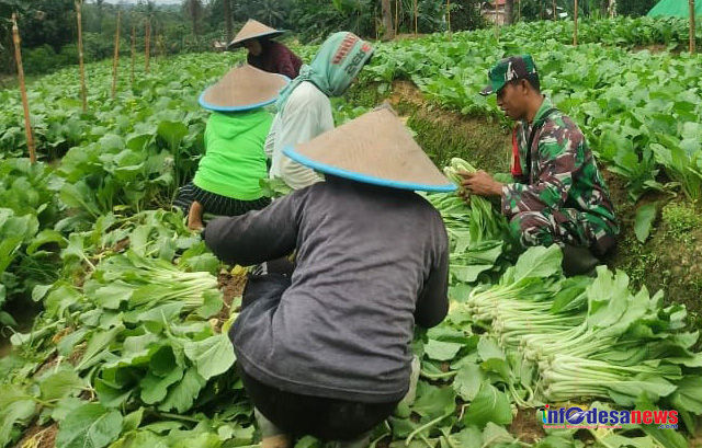 Babinsa Bersama Warga Petani Lakukan Panen Sayuran Sawi untuk Wujudkan Ketahanan Pangan