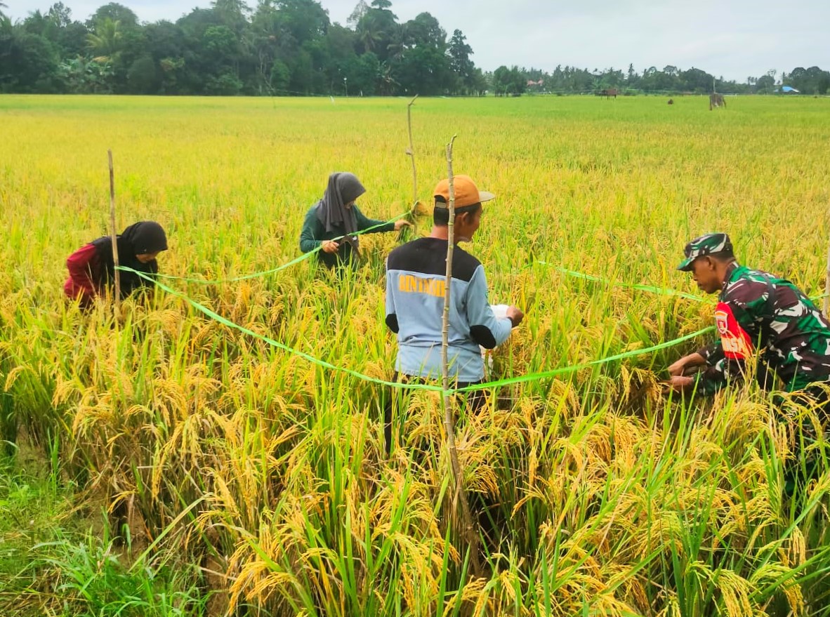 Perkirakan Produksi Pertanian, Babinsa Sumbersari Dampingi Kegiatan Ngubin di Kelompok Tani Sri Rezeki