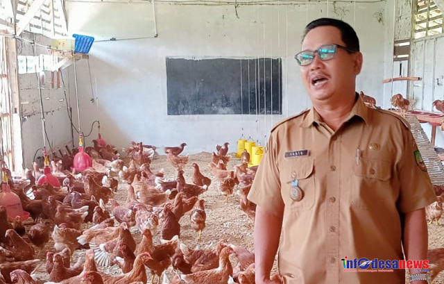 BUMDes Sidosemi Kembangkan Ketahanan Pangan Bertahap, Fokus pada Ayam dan Lele