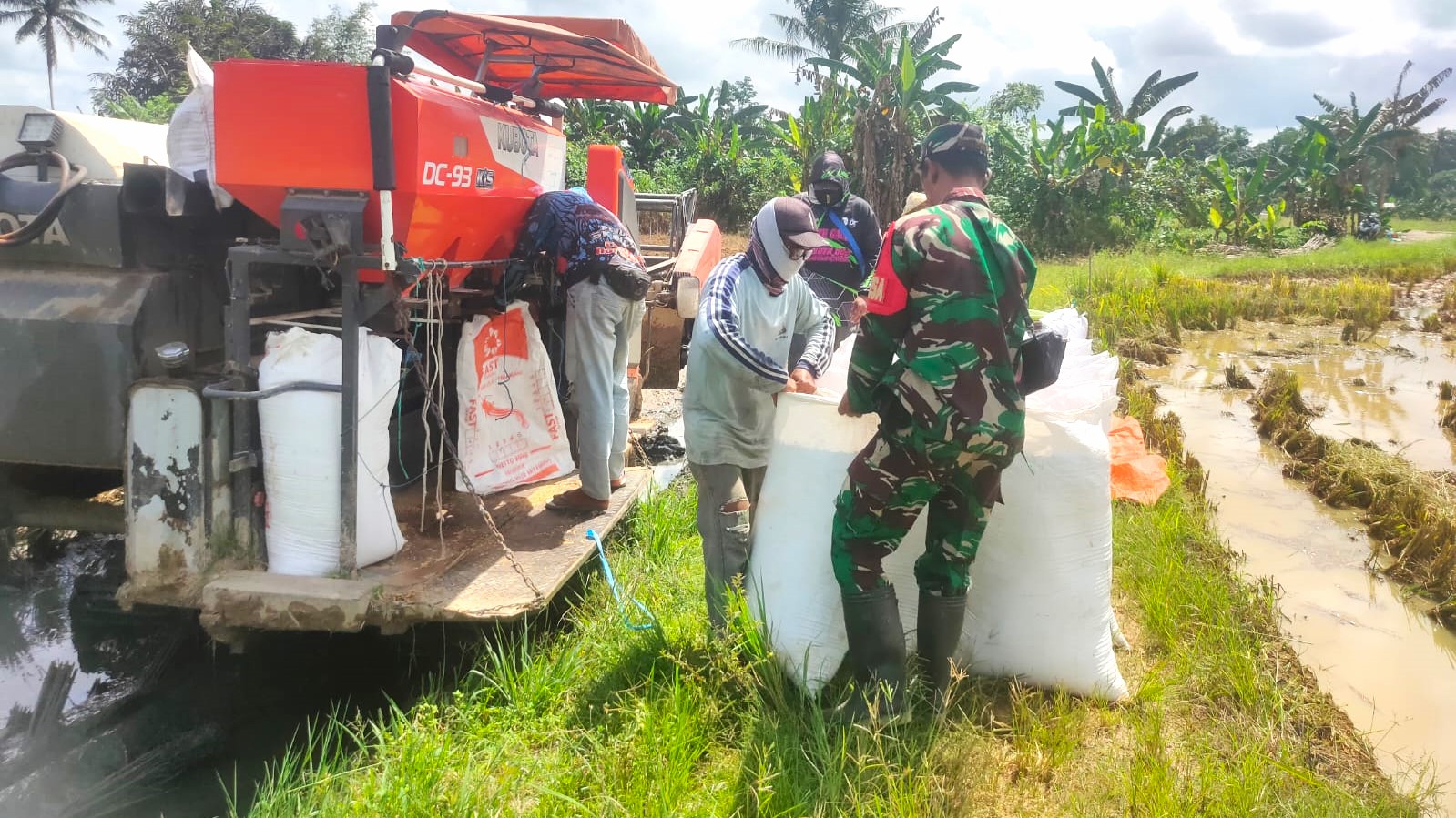 Wujudkan Ketahanan Pangan Di Wilayah, Babinsa Lakukan Pendampingan Panen Padi Bersama Petani