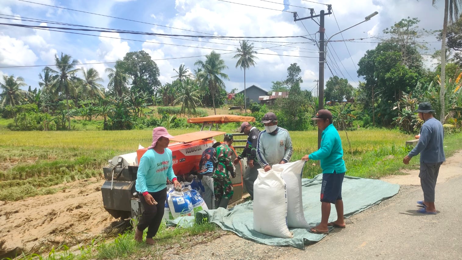 Babinsa Sumber Sari Dampingi Petani Panen Padi untuk Mewujudkan Ketahanan Pangan