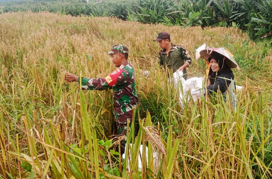 Babinsa Koramil Tabang Komitmen Dukung Terwujudnya Swasembada Pangan Lokal
