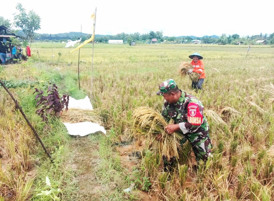 Dukung Swasembada Pangan, Babinsa Koramil Loa Janan Turut Dalam Kegiatan Panen Padi