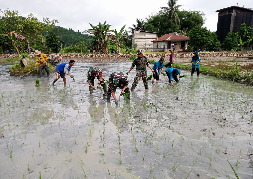 Dukung Ketahanan Pangan, Koramil Loa Kulu Bersama Poktan Hidayatullah Baru Tanam Padi Varietas Mikongga