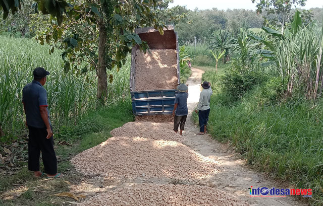 Kedungwungu Bersiap Sambut Kunjungan Menteri; Panen Sorgum Tersertifikasi dan Musyawarah Khusus Desa