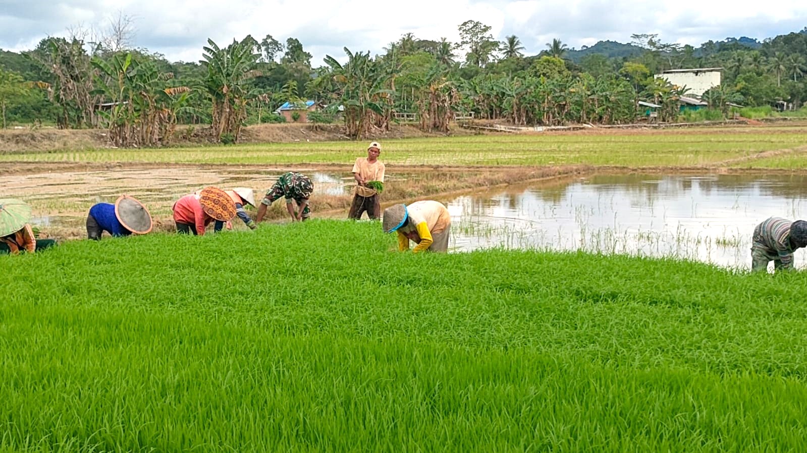 Babinsa Bersama Petani Bergotong Royong Cabut Bibit Padi untuk Musim Tanam Baru