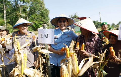 Bupati Egi Lamsel Peringkat Kedua Produsen Jagung Terbesar di Provinsi Lampung