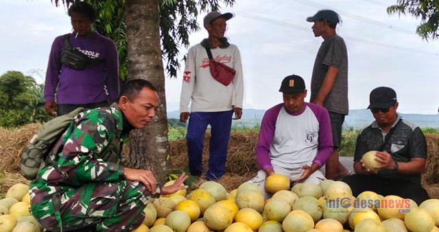 Babinsa Komsos Dengan Petani Buah Melon Di Wilayah Binaan