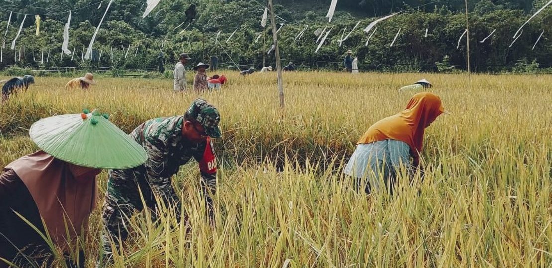 Babinsa Koba Lakukan Pendampingan Pada Petani Dalam Upaya Meningkatkan Ketahanan Pangan