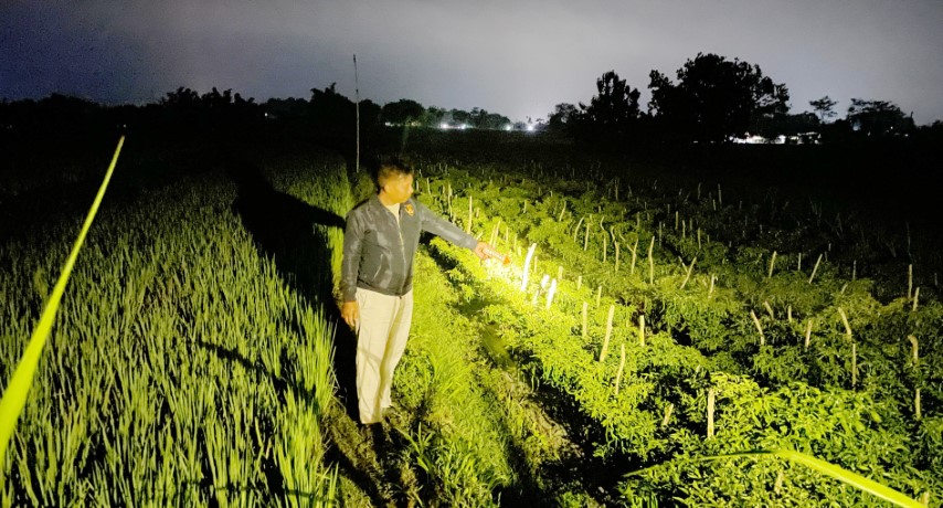 Polisi Amankan Pria Pencuri Cabai Malam Hari di Sawah Jepon, Barang Bukti 16 Kg Disita