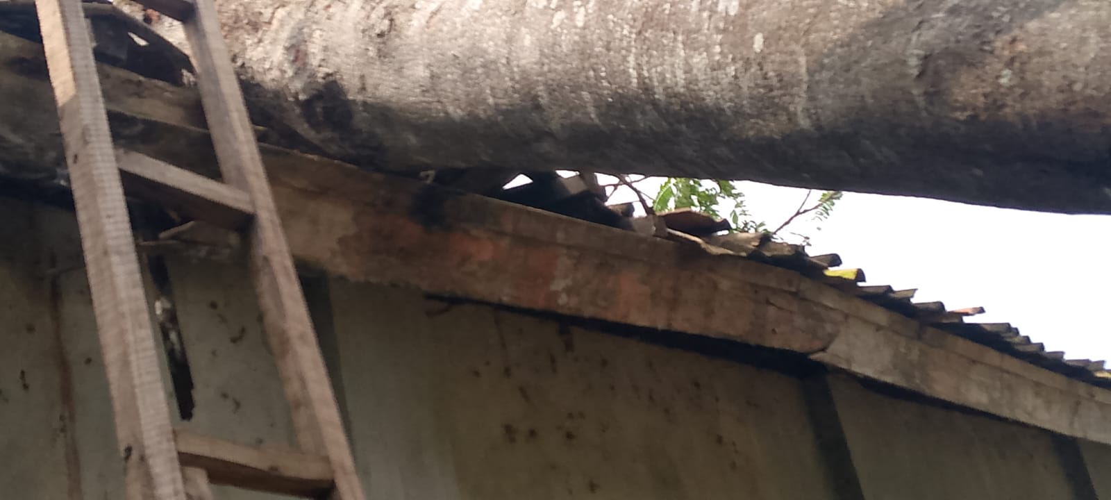 Cuaca Ekstrem Landa Candipuro, Pohon Tumbang Rusak Rumah Warga
