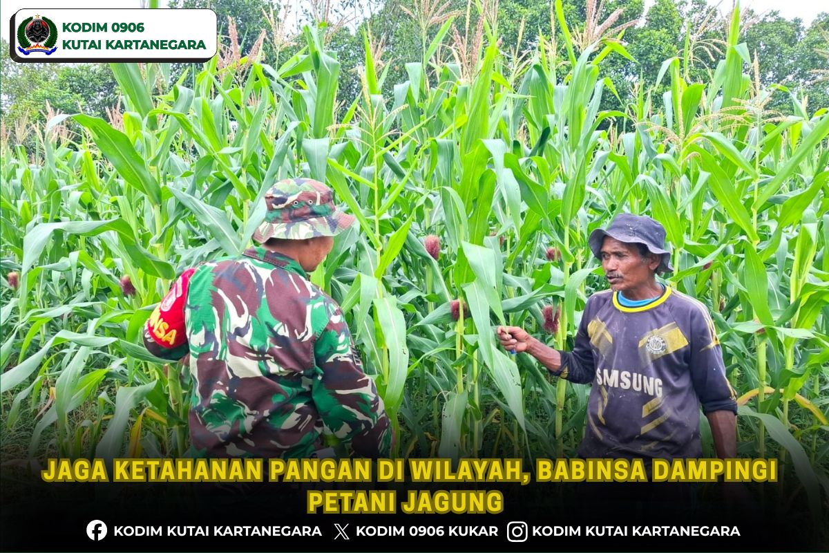 Jaga Ketahanan Pangan Di Wilayah, Babinsa Dampingi Petani Jagung