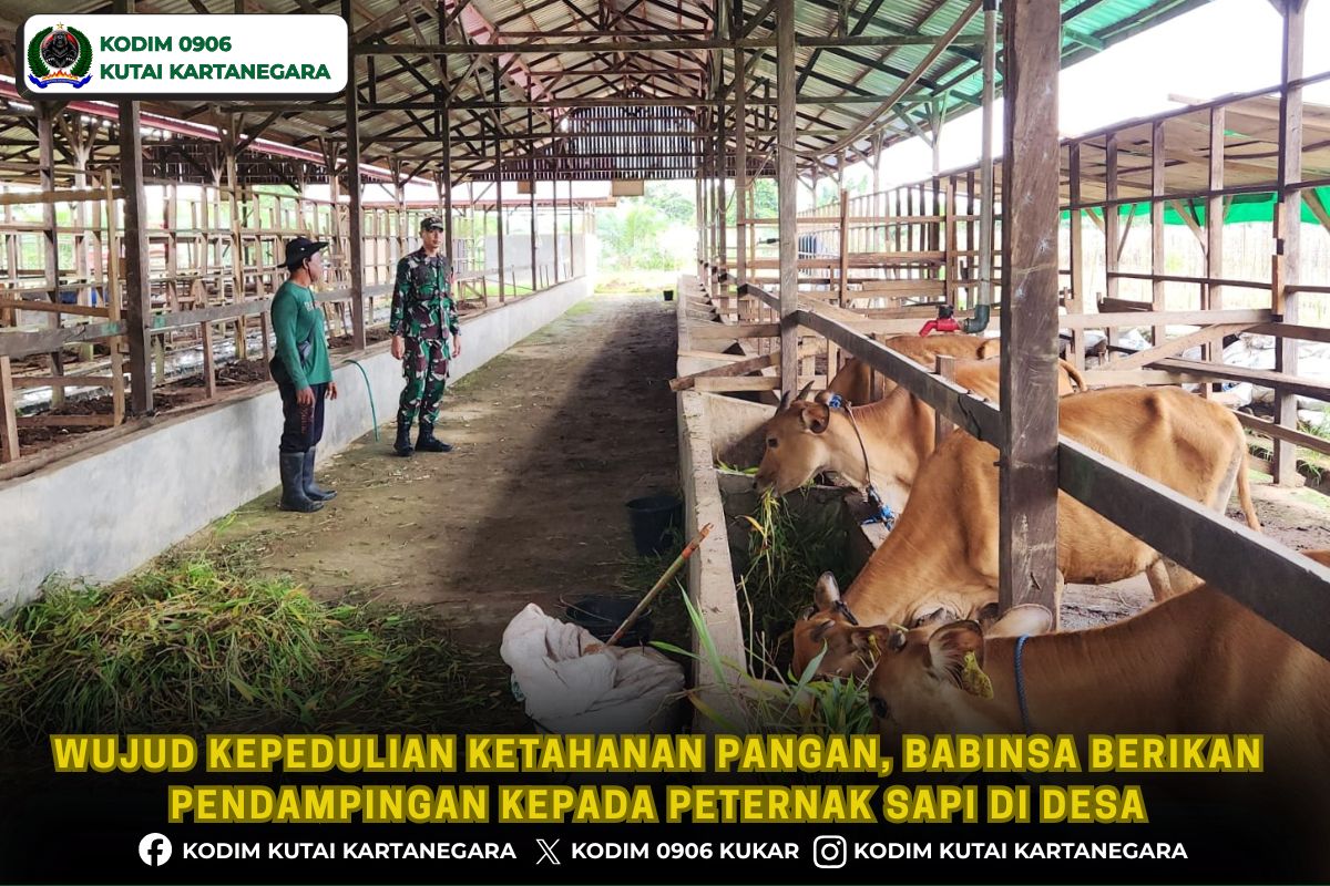 Wujud Kepedulian Ketahanan Pangan, Babinsa Berikan Pendampingan kepada Peternak Sapi di Desa
