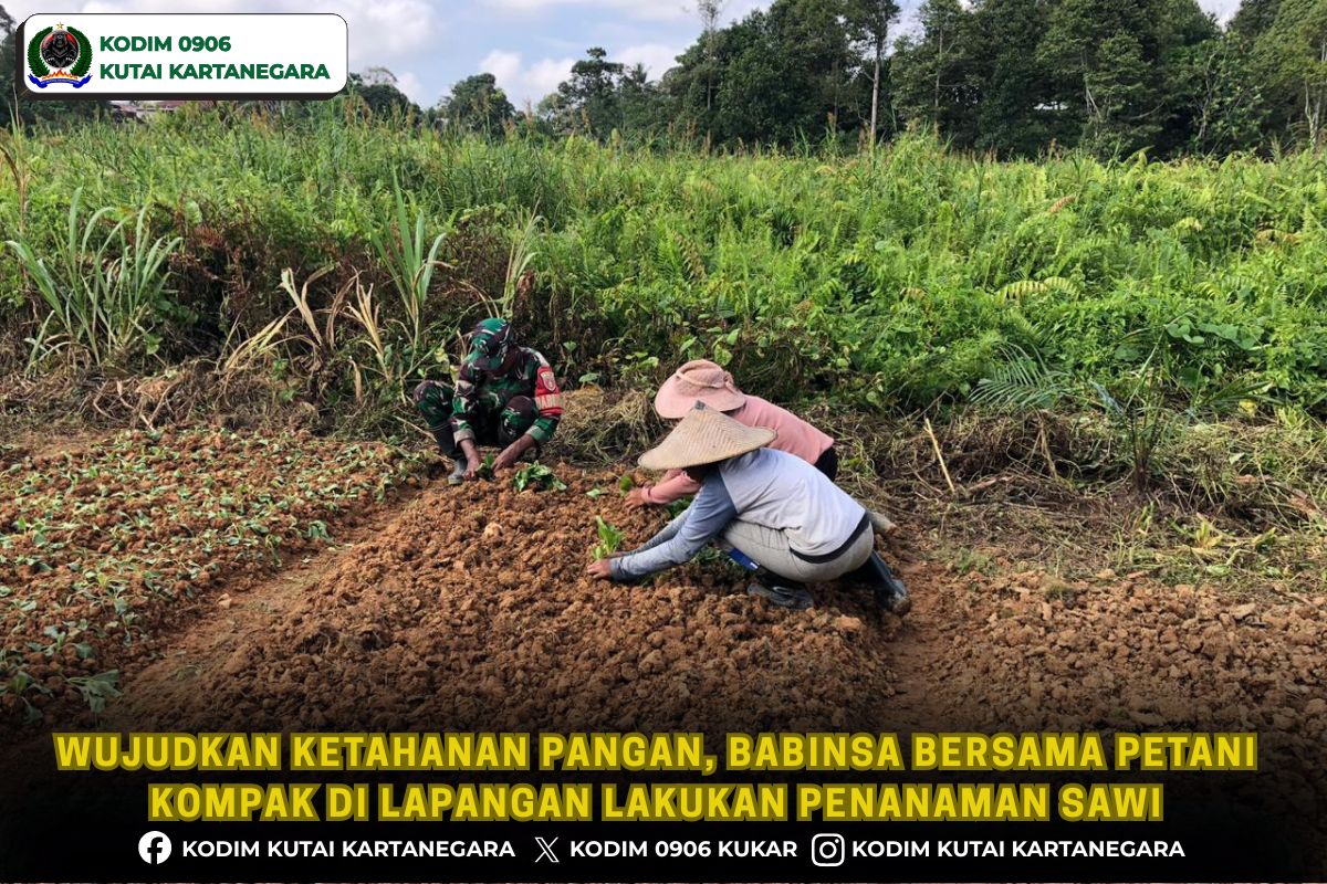 Wujudkan Ketahanan Pangan, Babinsa Bersama Petani Kompak di Lapangan Lakukan Penanaman Sawi