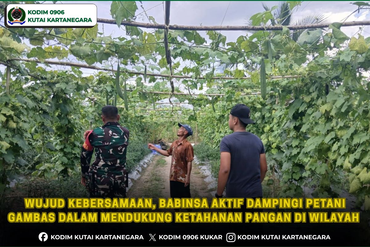 Wujud Kebersamaan, Babinsa Aktif Dampingi Petani Gambas Dalam Mendukung Ketahanan Pangan Di Wilayah