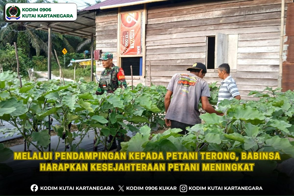 Melalui Pendampingan kepada Petani Terong, Babinsa Harapkan Kesejahteraan Petani Meningkat