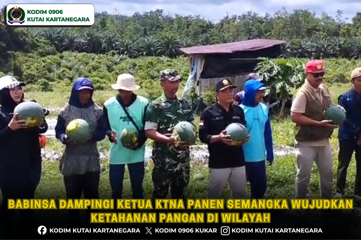 Babinsa Dampingi Ketua KTNA Panen Semangka Wujudkan Ketahanan Pangan di wilayah