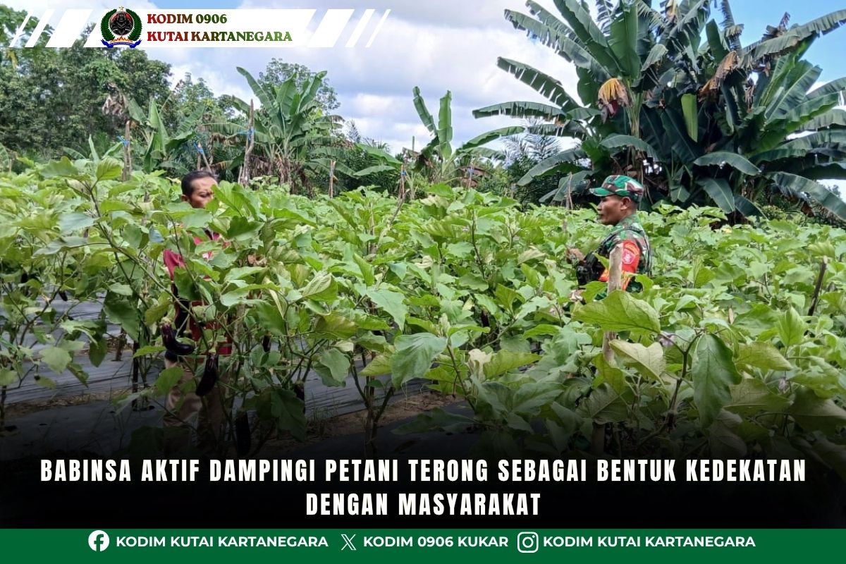 Babinsa Aktif Dampingi Petani Terong Sebagai Bentuk Kedekatan Dengan Masyarakat