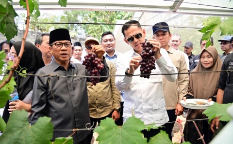 Kebun Anggur BUMDes Merak Batin Curi Perhatian Mendes PDT